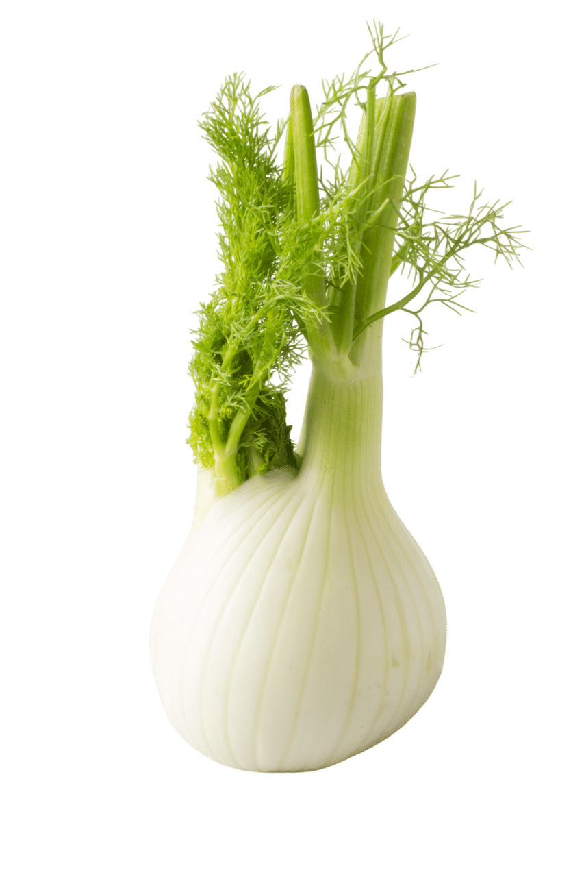 Fenouils frais entiers, avec bulbes blancs et tiges vertes, présentés en légumes de saison.