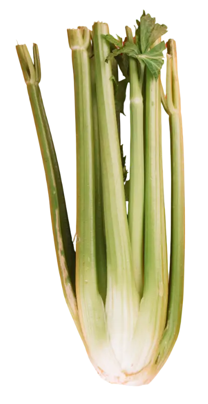 Céleri frais avec ses tiges vertes et son bulbe croquant.