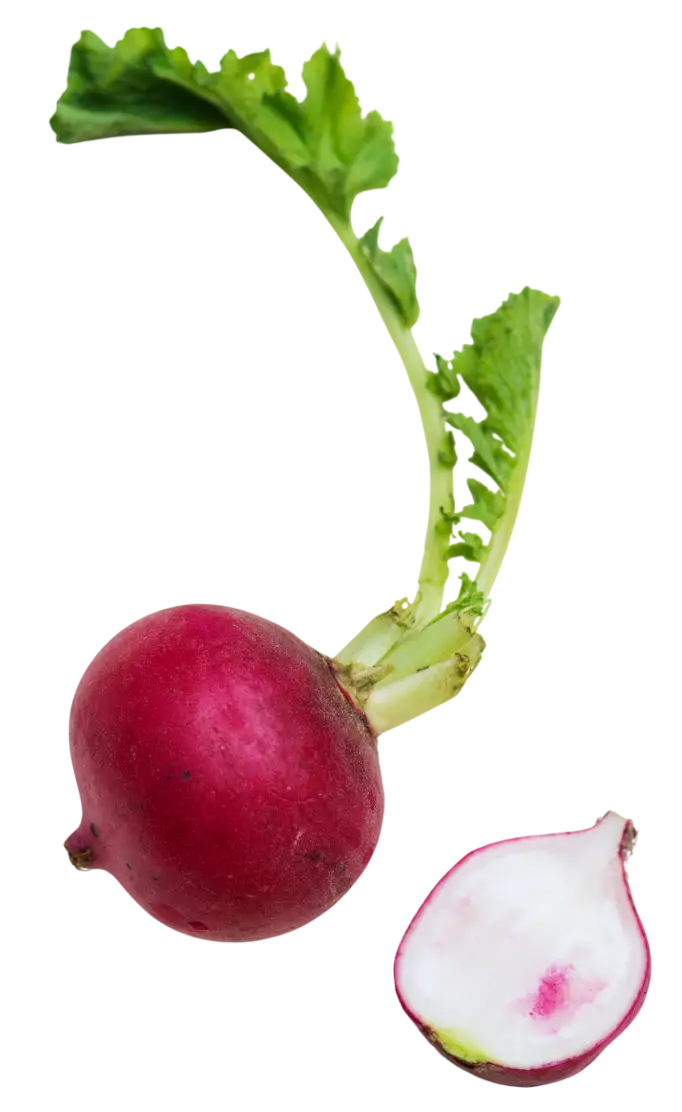 Navet coupé en tranches fines, présenté comme légume frais prêt à cuisiner.