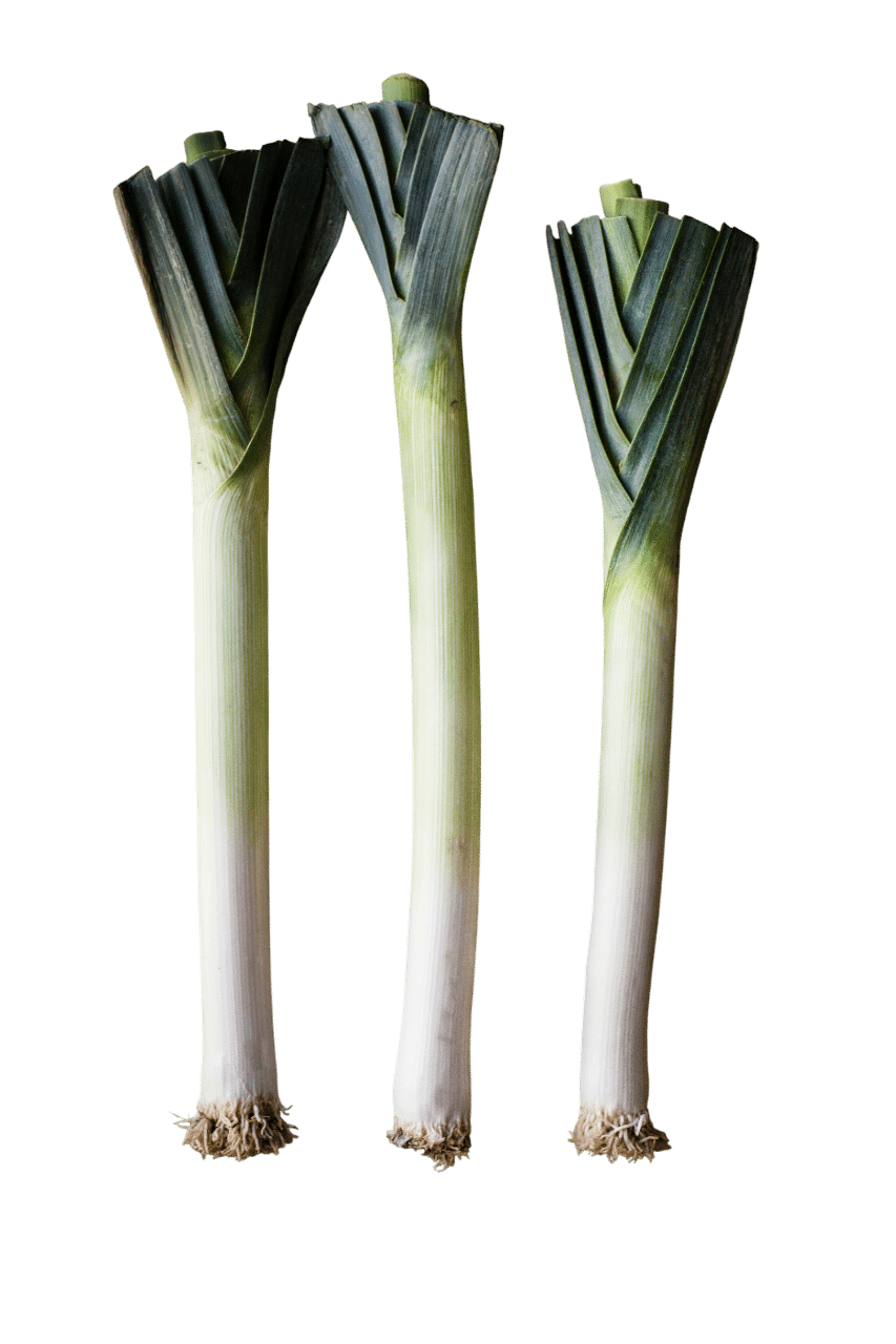 Poireaux frais regroupés, présentés en bottes, avec leurs longues feuilles vertes