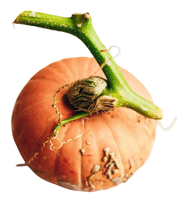 Potimarron entier de couleur orangée, présenté comme légume d’automne